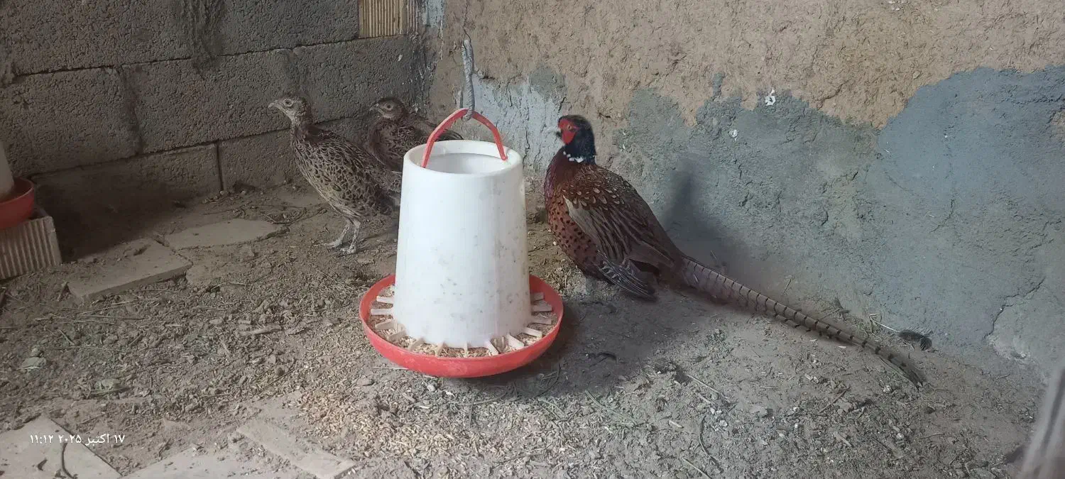 پرنده|حیوانات مزرعه|بن, |دیوار