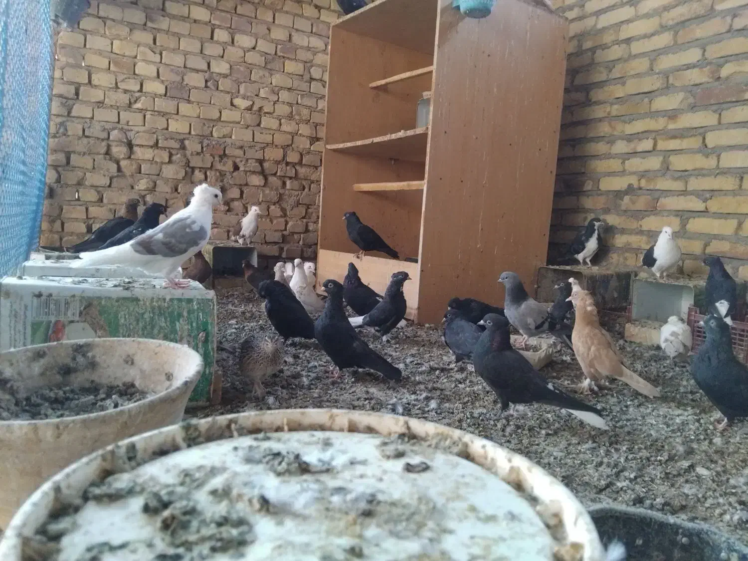 کفتر|پرنده|اردکان, |دیوار