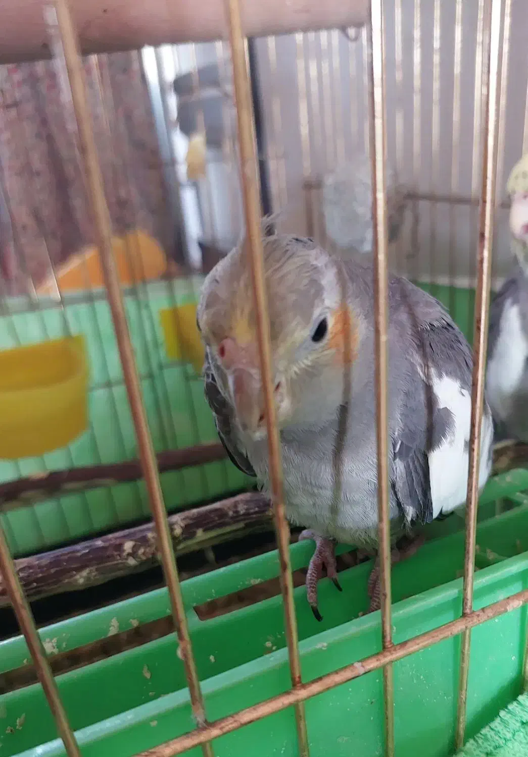 عروس هلندی گم شده|حیوانات|رشت, کوی مهر|دیوار