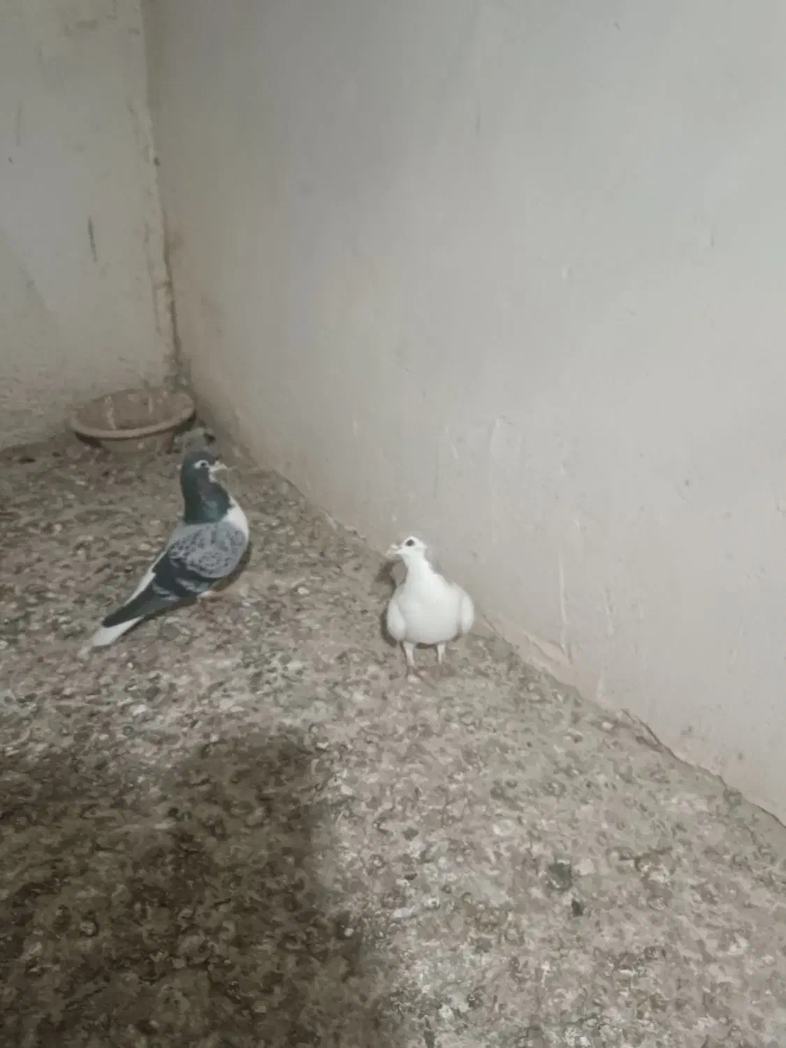 پرنده|پرنده|تبریز, |دیوار