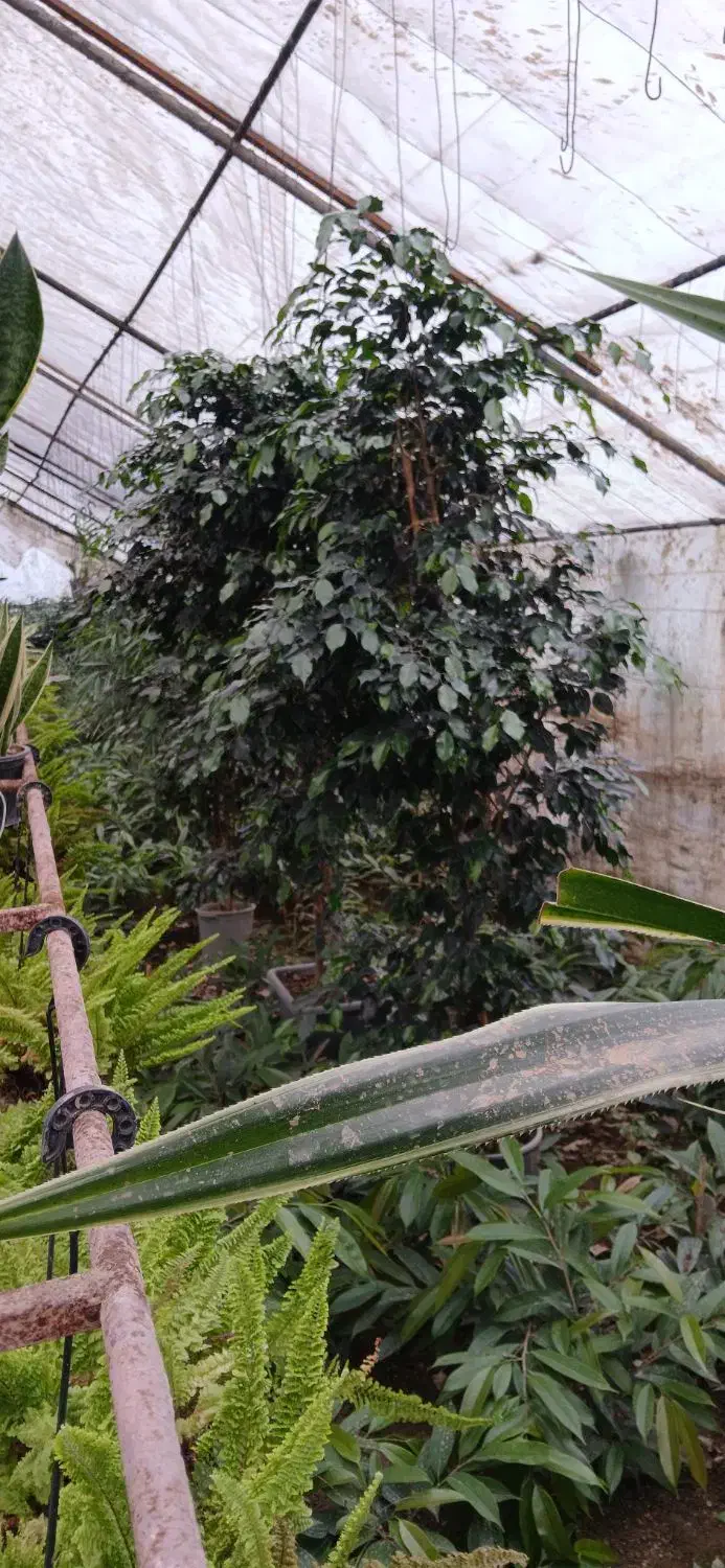 بنجامین بلک جعبه ۴۵|گل و گیاه طبیعی|نشتارود, |دیوار