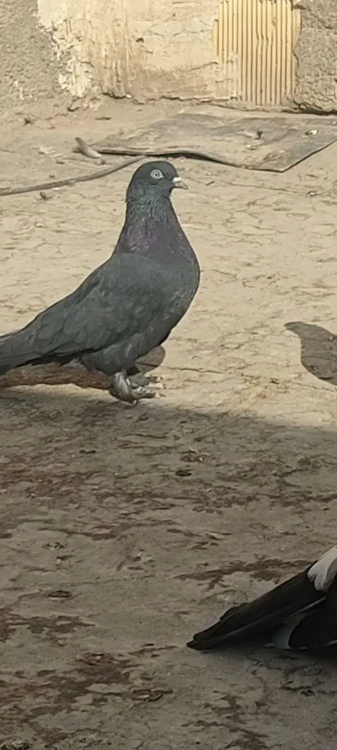 کبوتر گمشده|حیوانات|شهرکرد, |دیوار