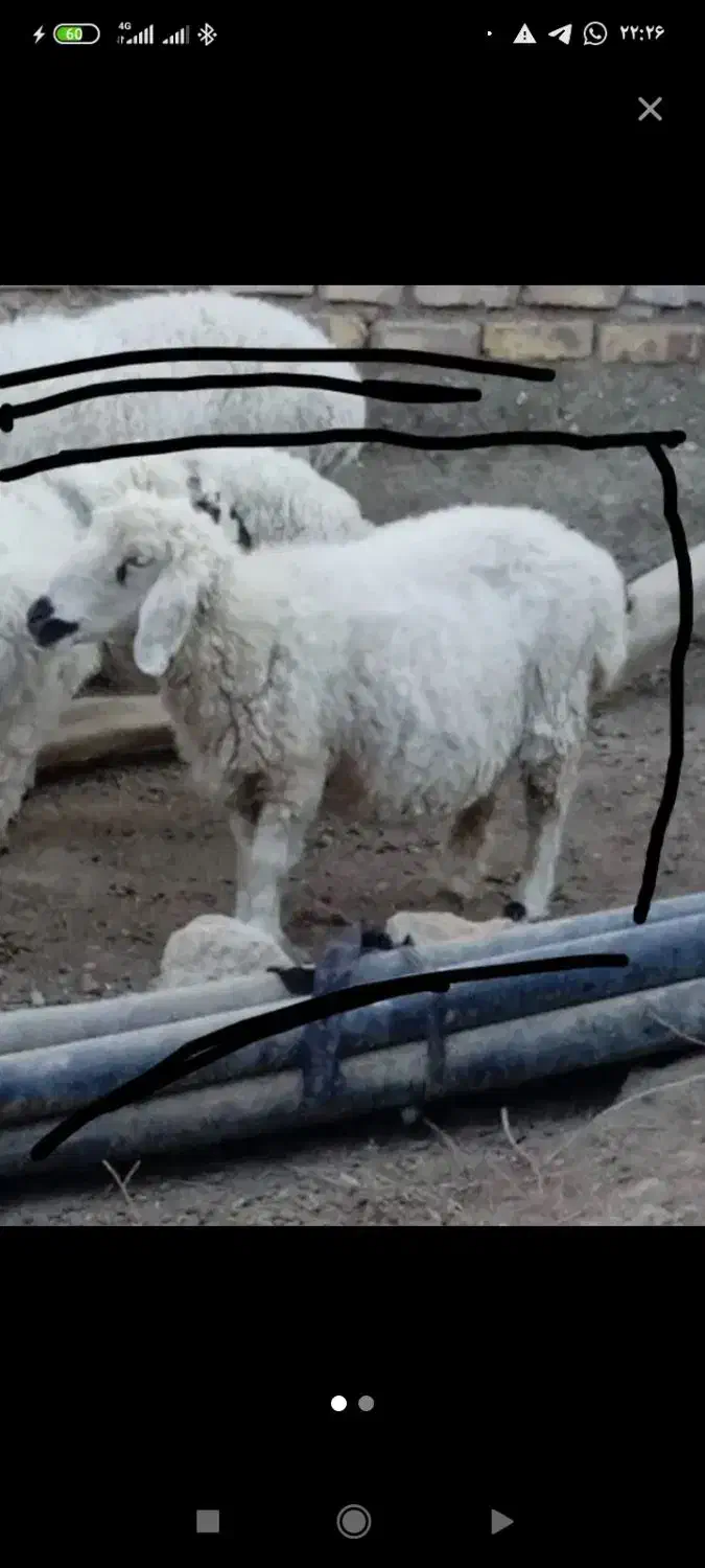گوسفند جملی زاه چاق خوب|حیوانات مزرعه|زهک, |دیوار
