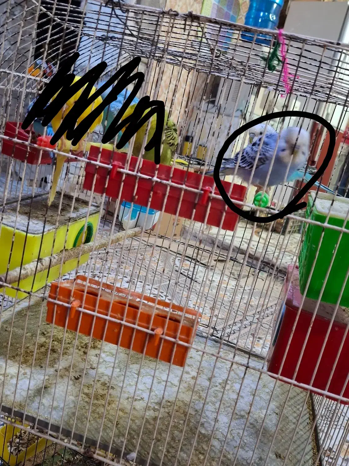 مرغ عشق یک عدد|پرنده|خرمشهر, |دیوار