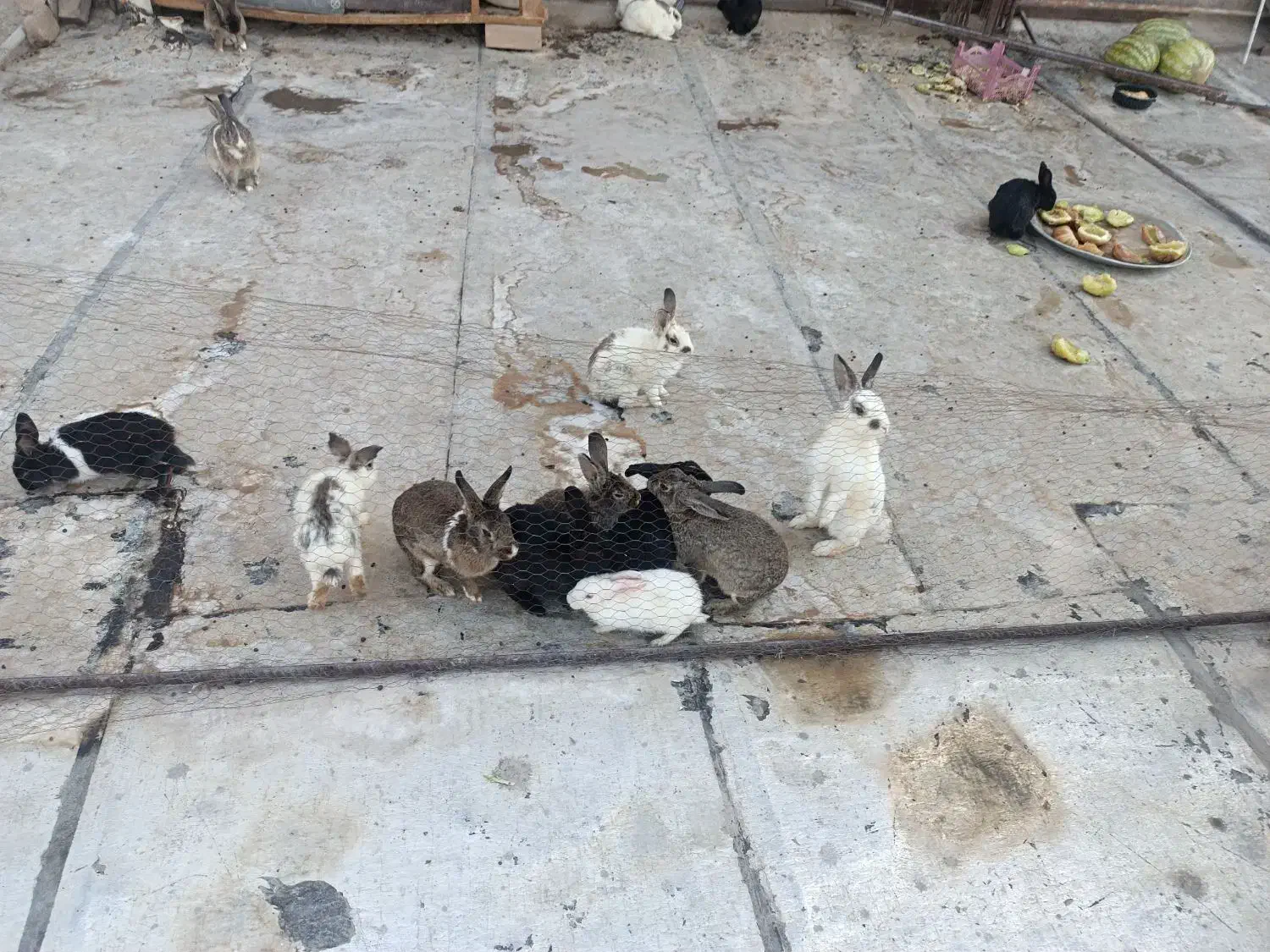 دونه ای ۳۰۰|موش و خرگوش|پاکدشت, شهرک انقلاب|دیوار