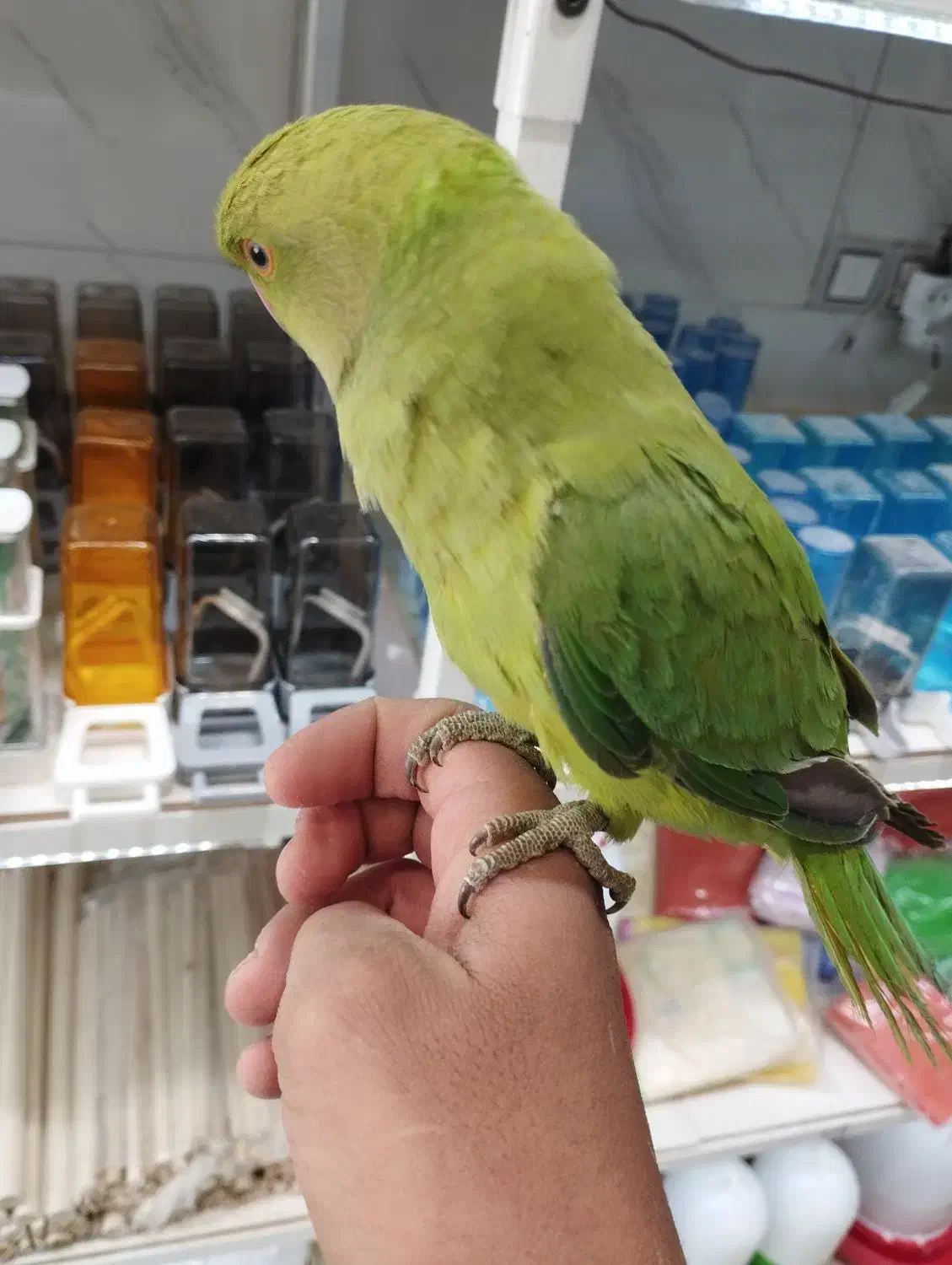 پرنده سرای امیر|پرنده|شیراز, کرونی(خاتونک)|دیوار