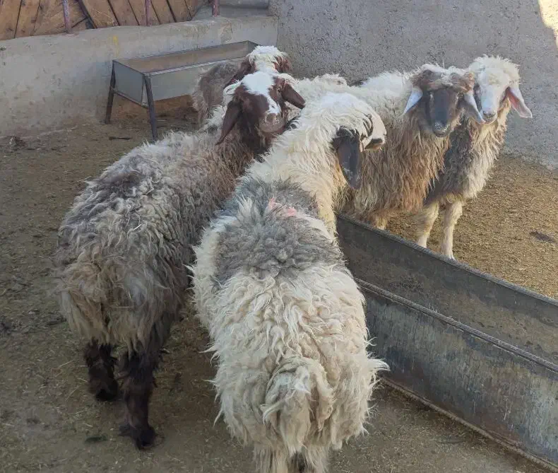 بره پرواری|حیوانات مزرعه|ایوان, |دیوار