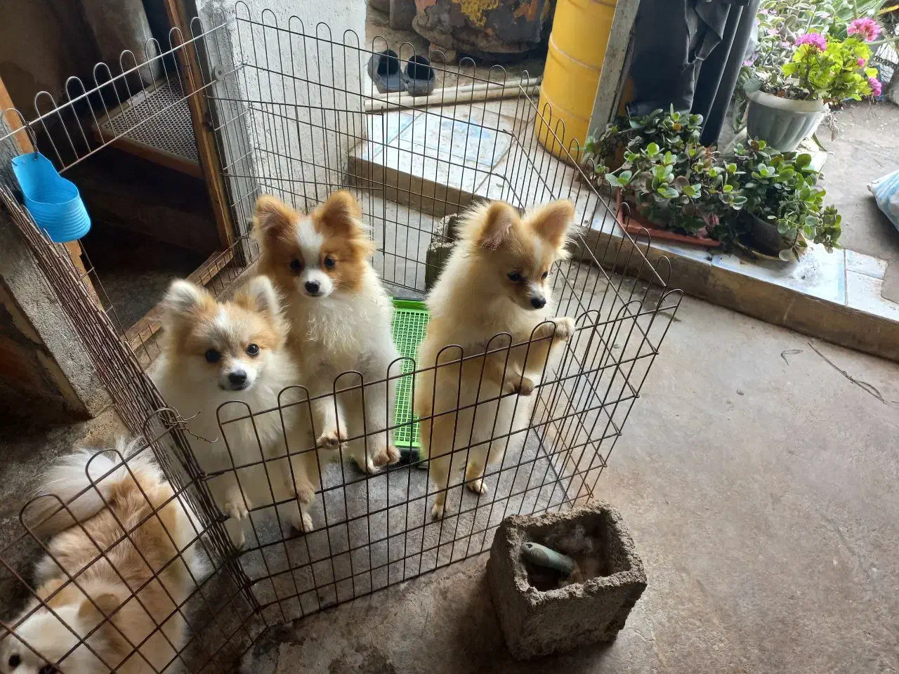 واگذاری پامرانین خرسی و روباهی|سگ|آمل, |دیوار