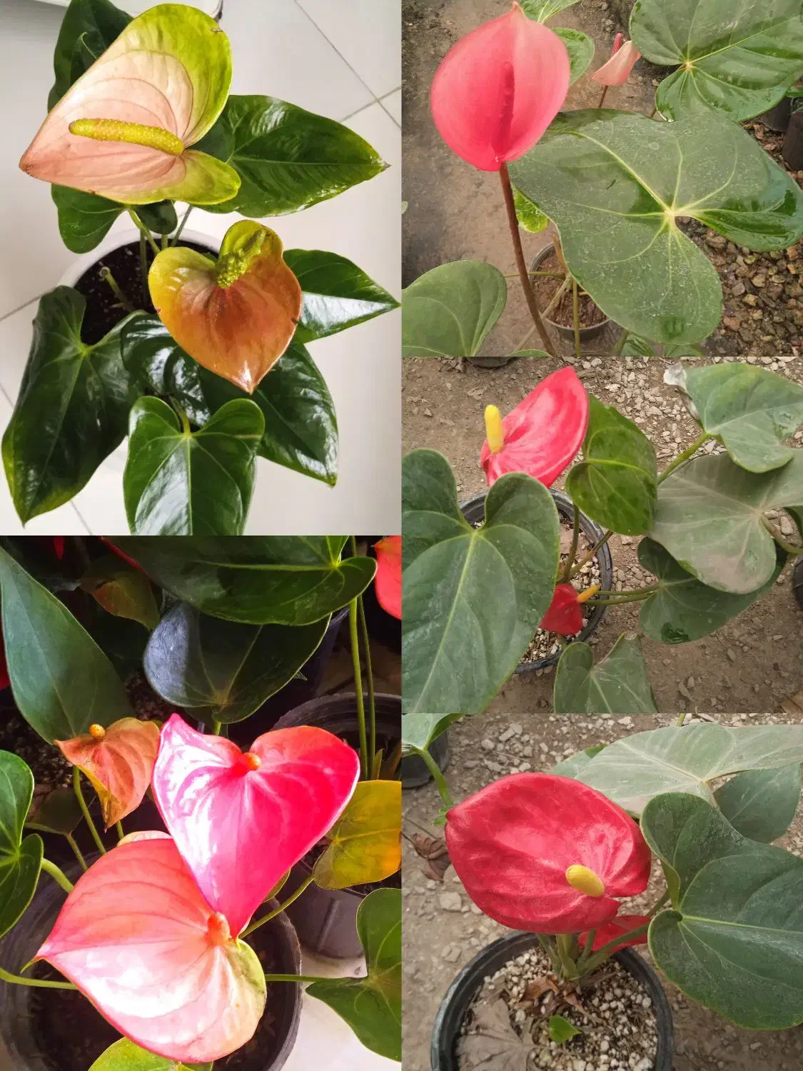 گل انتوریوم حراجی۹۹|حراج|بروجرد, |دیوار