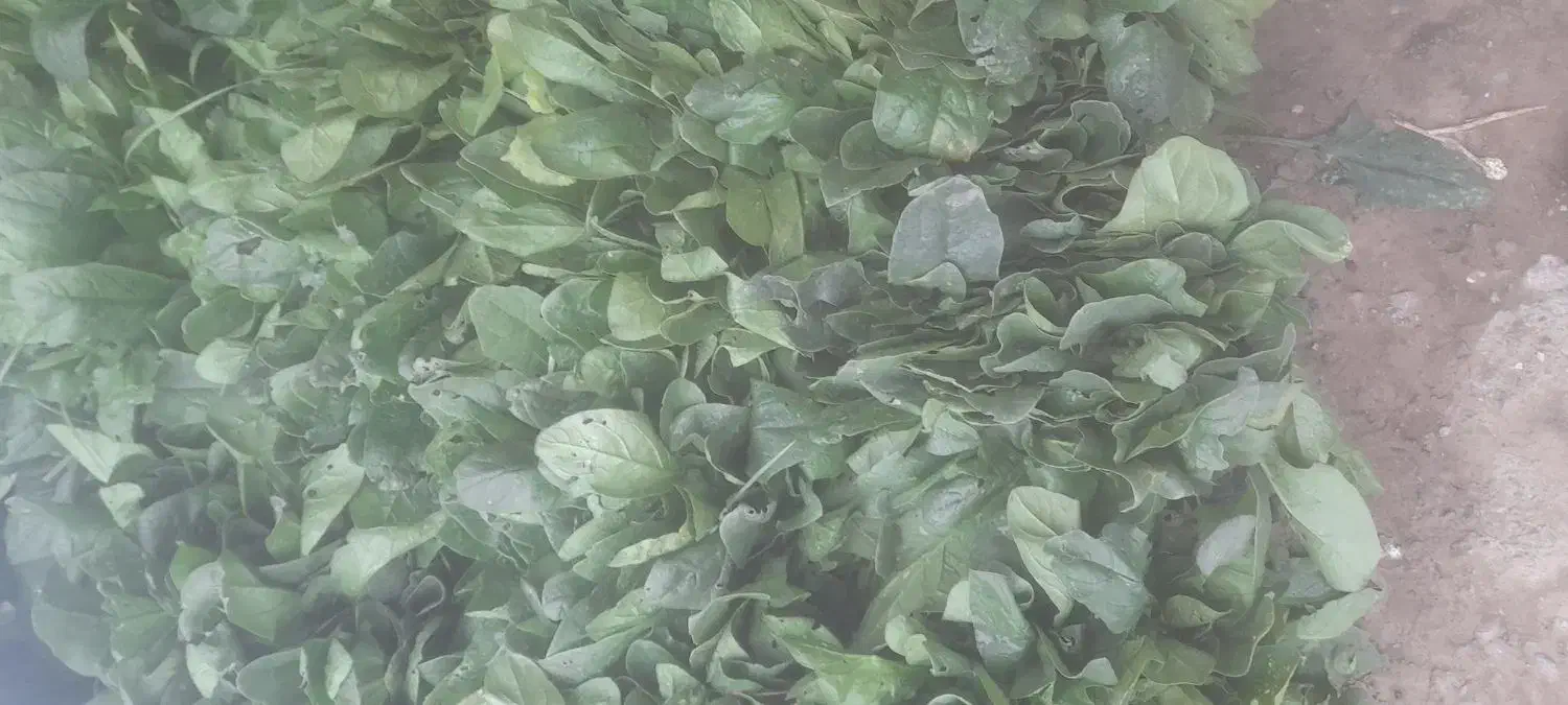 اسفناج آماده|خوردنی و آشامیدنی|خان ببین, |دیوار