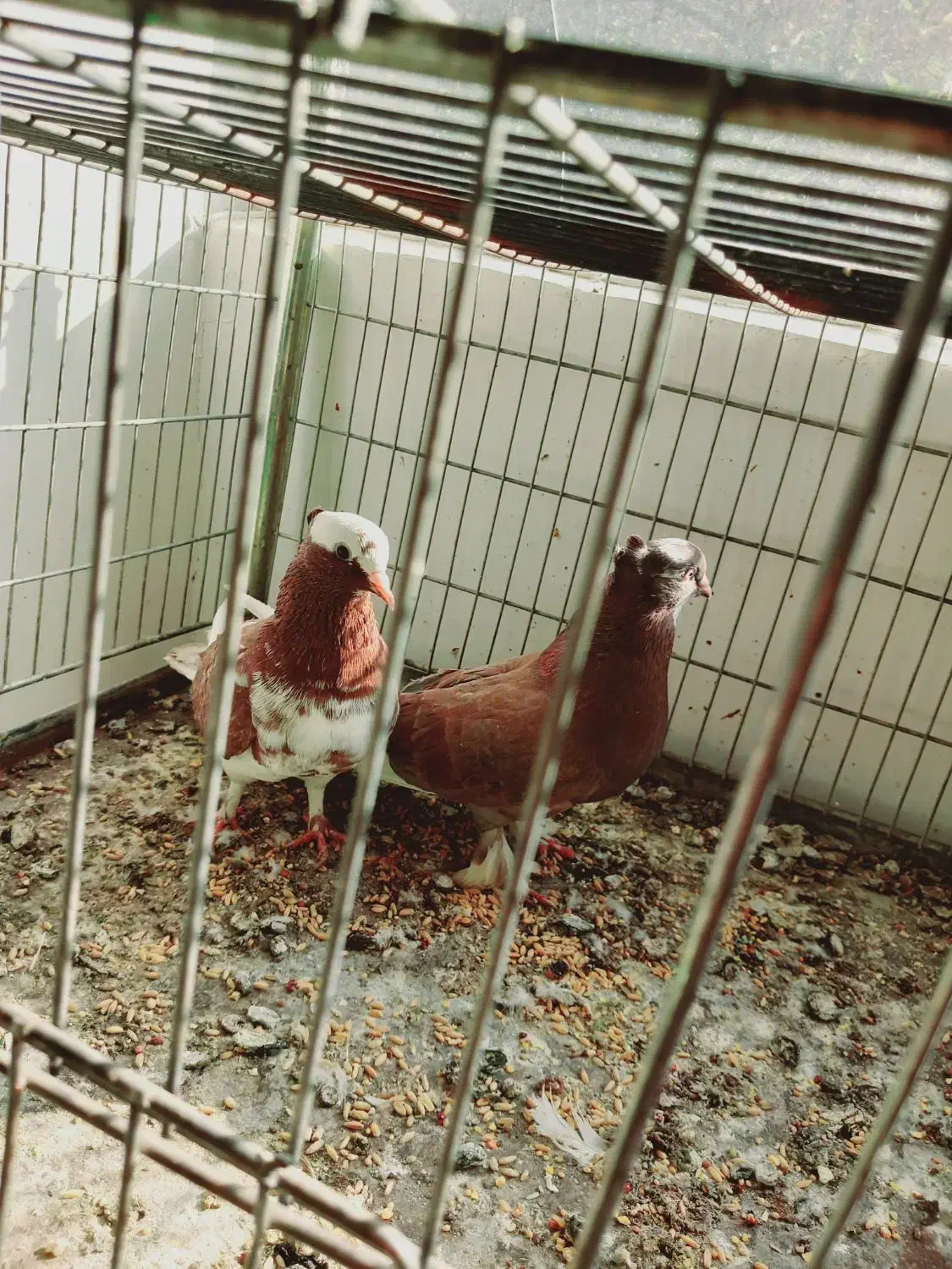 جفت شازده سرخ|پرنده|اردکان, |دیوار