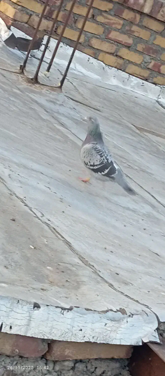 یک عدد کبوتر نر مسافتی|پرنده|نالوس, |دیوار