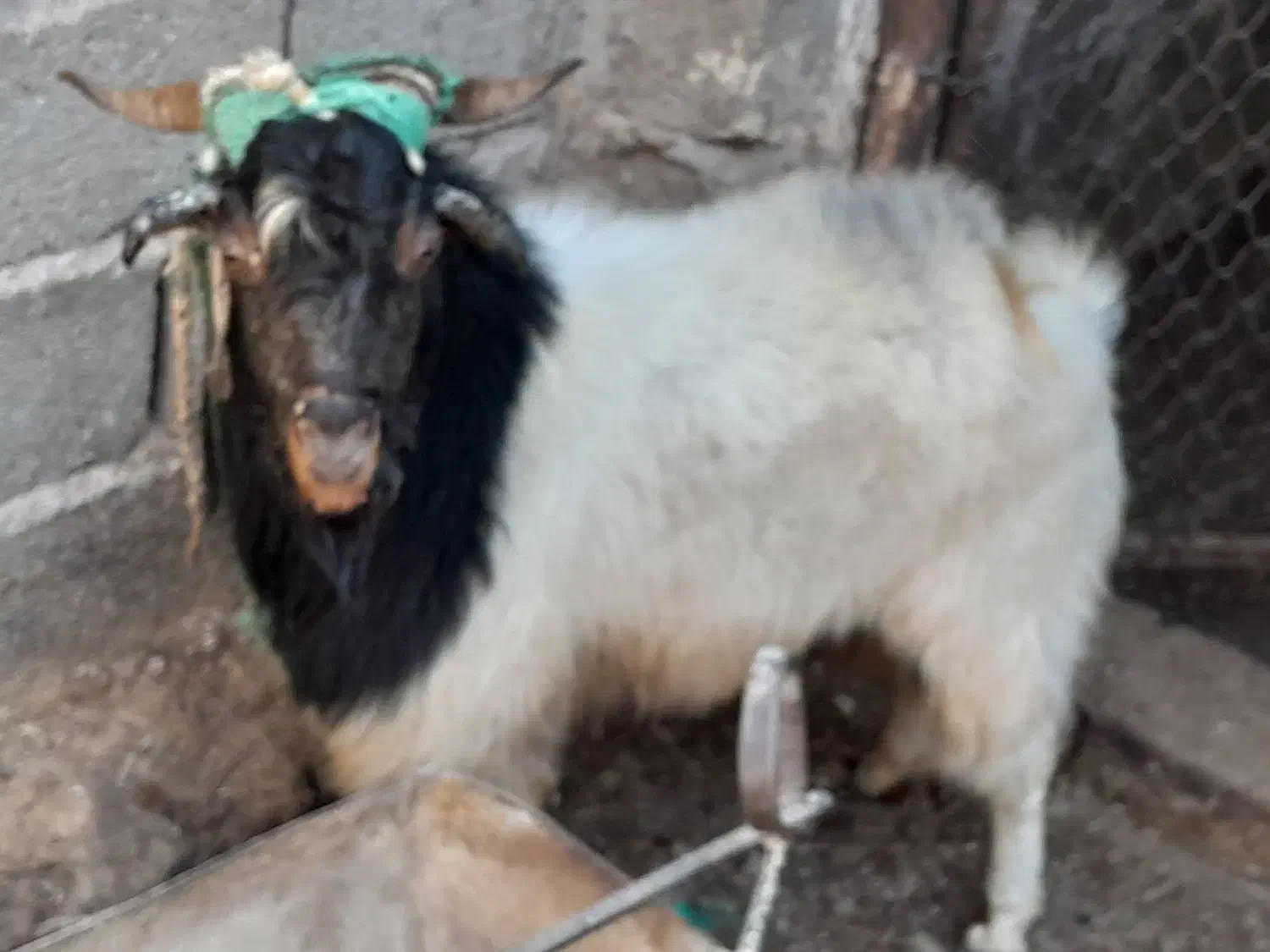 فروش دو راس بز با یک عدد نری|حیوانات مزرعه|ماهان, |دیوار