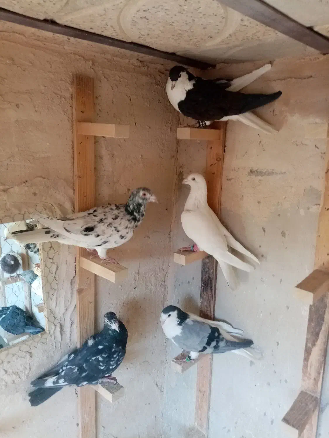 5 تا حیون بوم|پرنده|مشهد, شهید شهریاری|دیوار