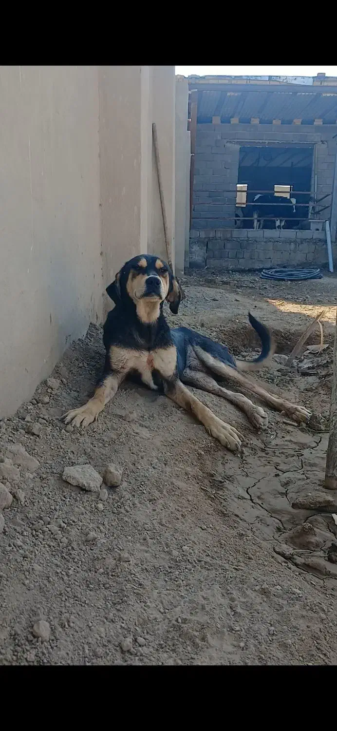 واگذاری سگ پژدر نرماده|سگ|رباطکریم, وهن آباد|دیوار