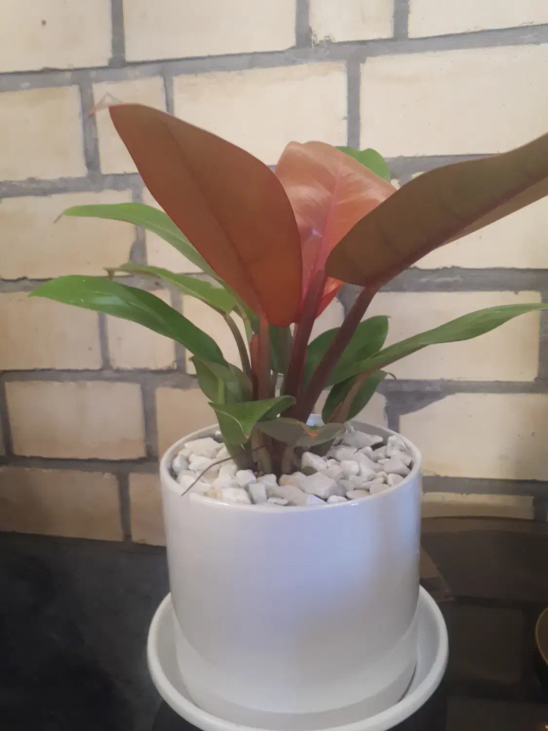 گل فیلودندرون شاهزاده|گل و گیاه طبیعی|پردیس, فاز ۱|دیوار