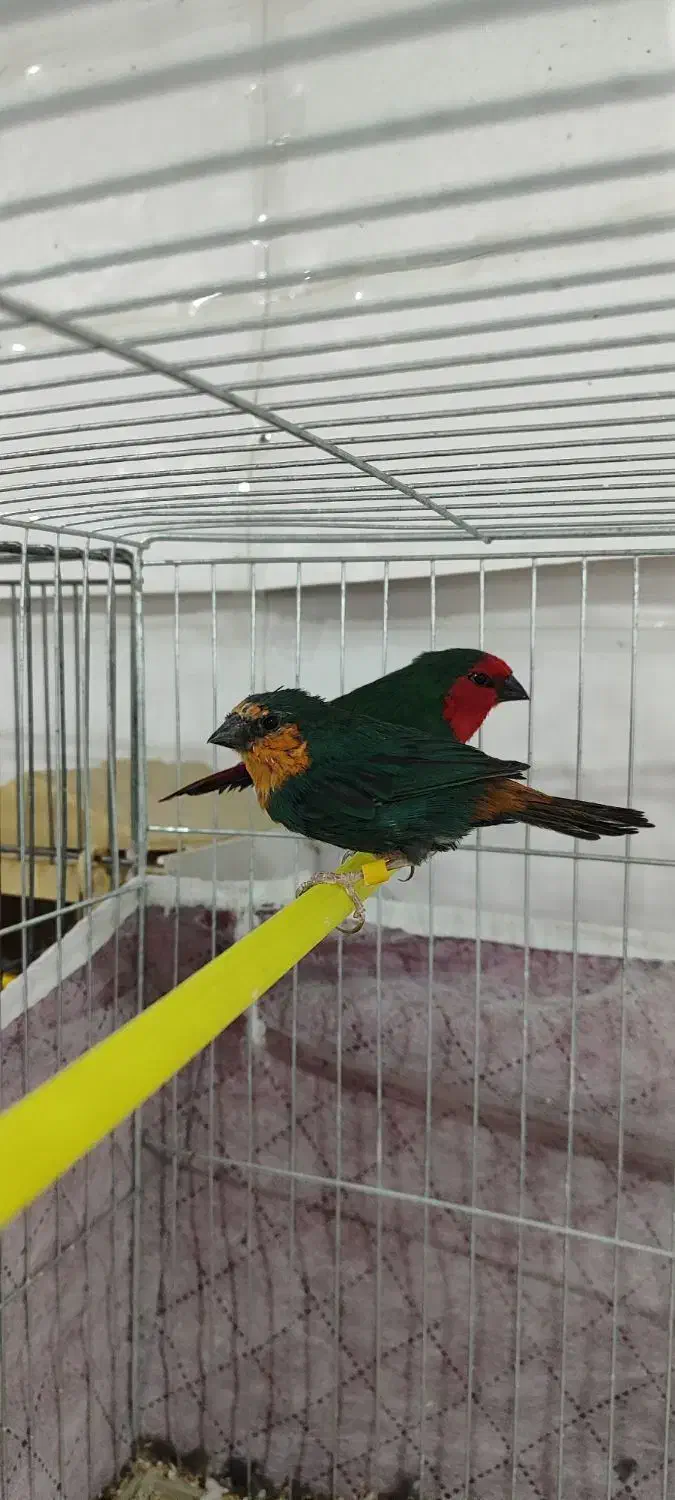 فنچ گلدین فنچ طوطیوار|پرنده|اردبیل, |دیوار