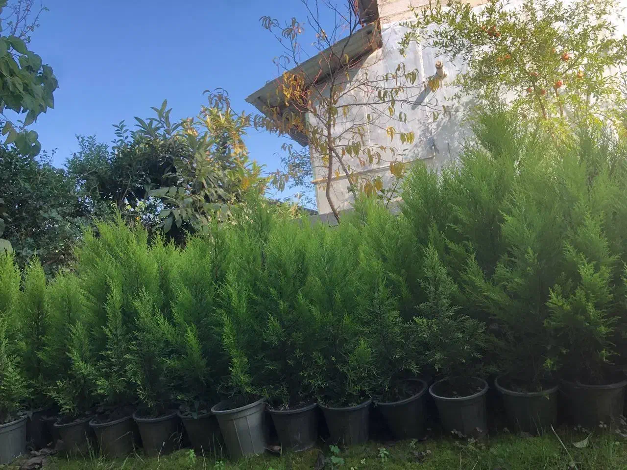 فروش لاوسون(کاج طلایی)|گل و گیاه طبیعی|کتالم و سادات شهر, |دیوار