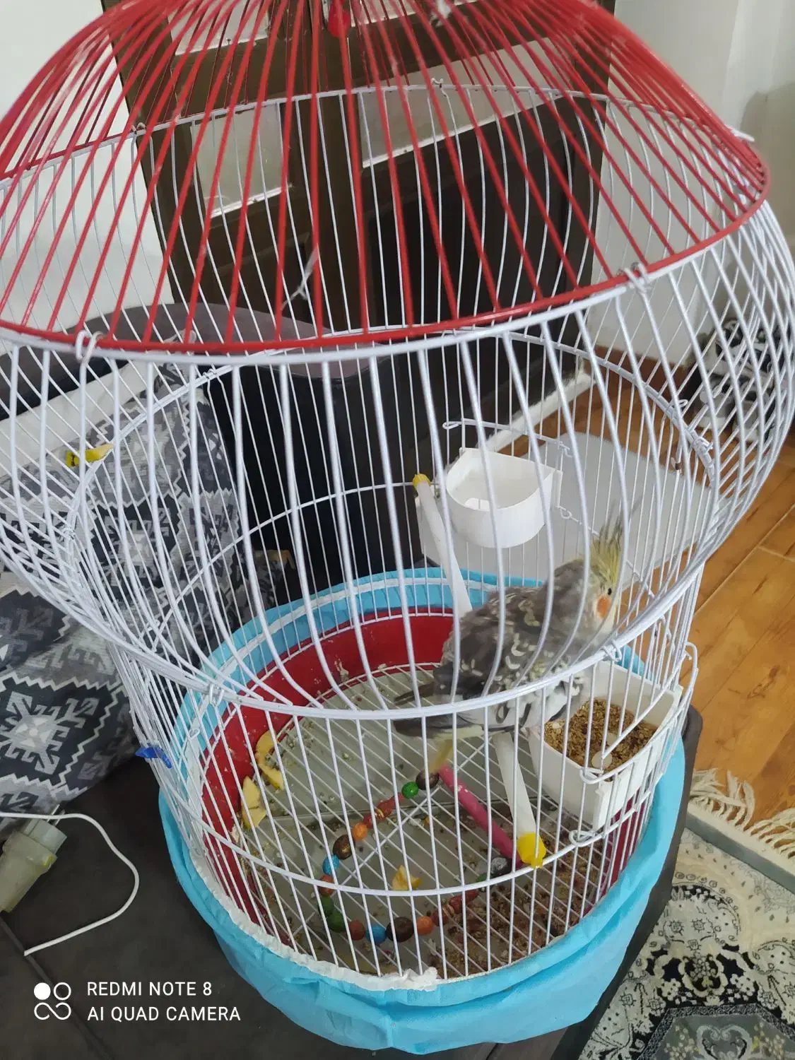 پرنده عروس هلندی|پرنده|شفت, |دیوار