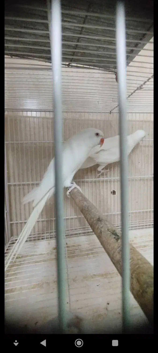 طوطی ملنگو البینو ،طوسی و سبز مولد|پرنده|شیراز, غدیر جنوبی|دیوار