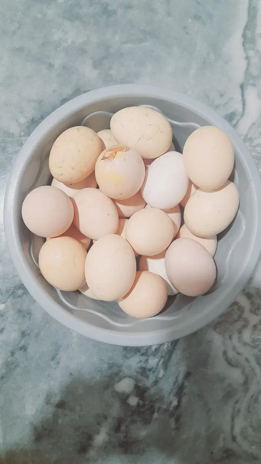 تخم مرغ|خوردنی و آشامیدنی|سنگدوین, |دیوار