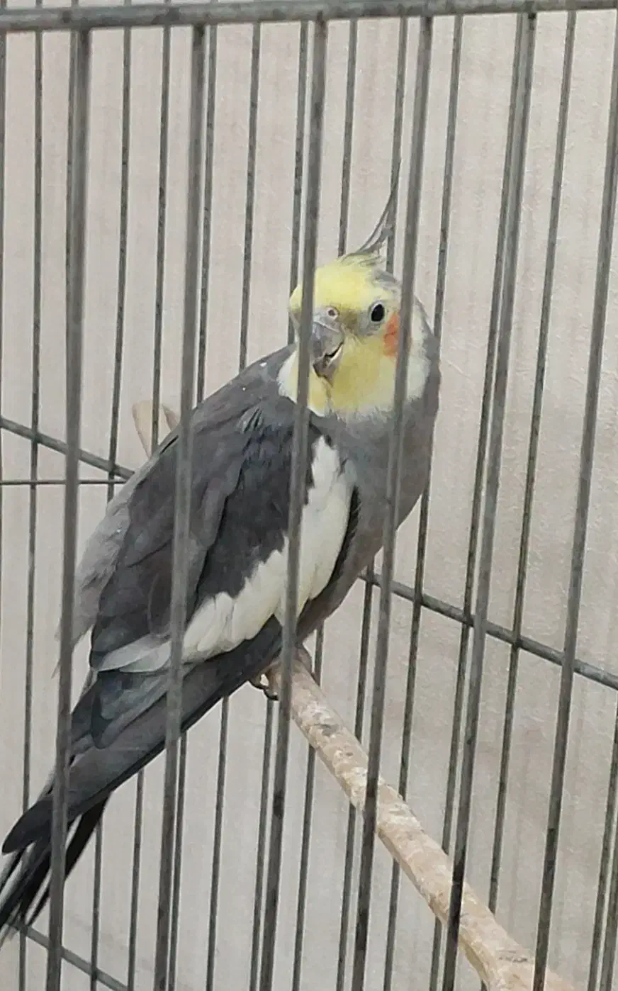 عروس هلندی|پرنده|اهواز, نادری|دیوار