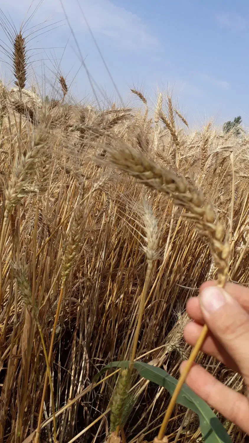 گندم بذری رقم احسان  N 8720 گندم قرمز|عمده‌فروشی|مینودشت, |دیوار