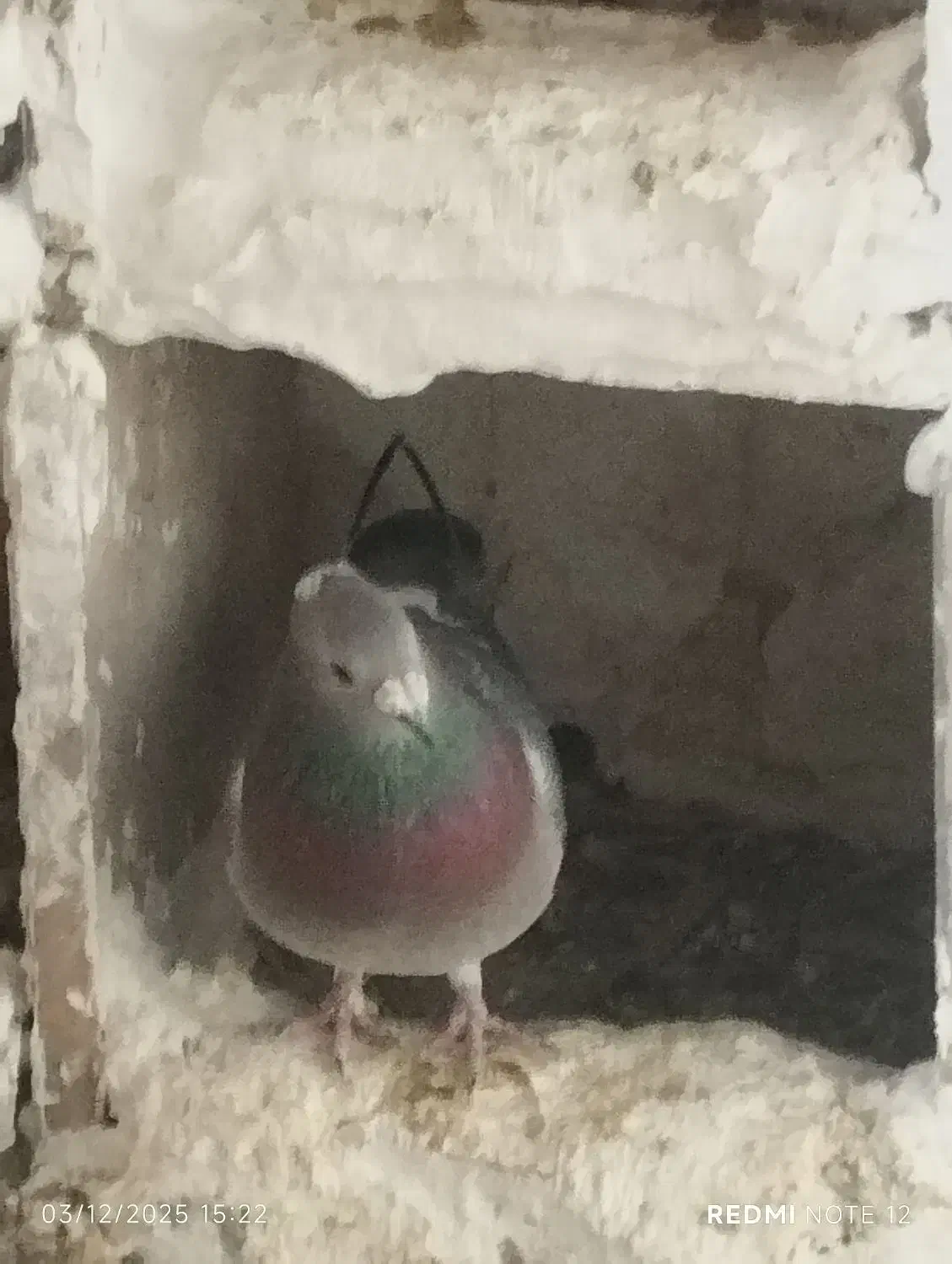 گوک نر|پرنده|نرماشیر, |دیوار