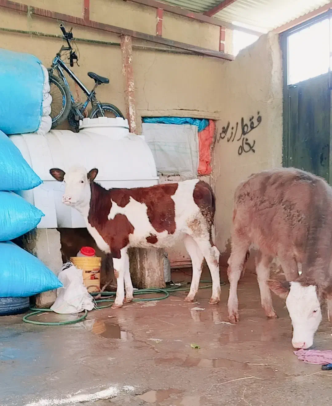 گاو یا گوساله سمینتال شرابی|حیوانات مزرعه|بروجرد, |دیوار