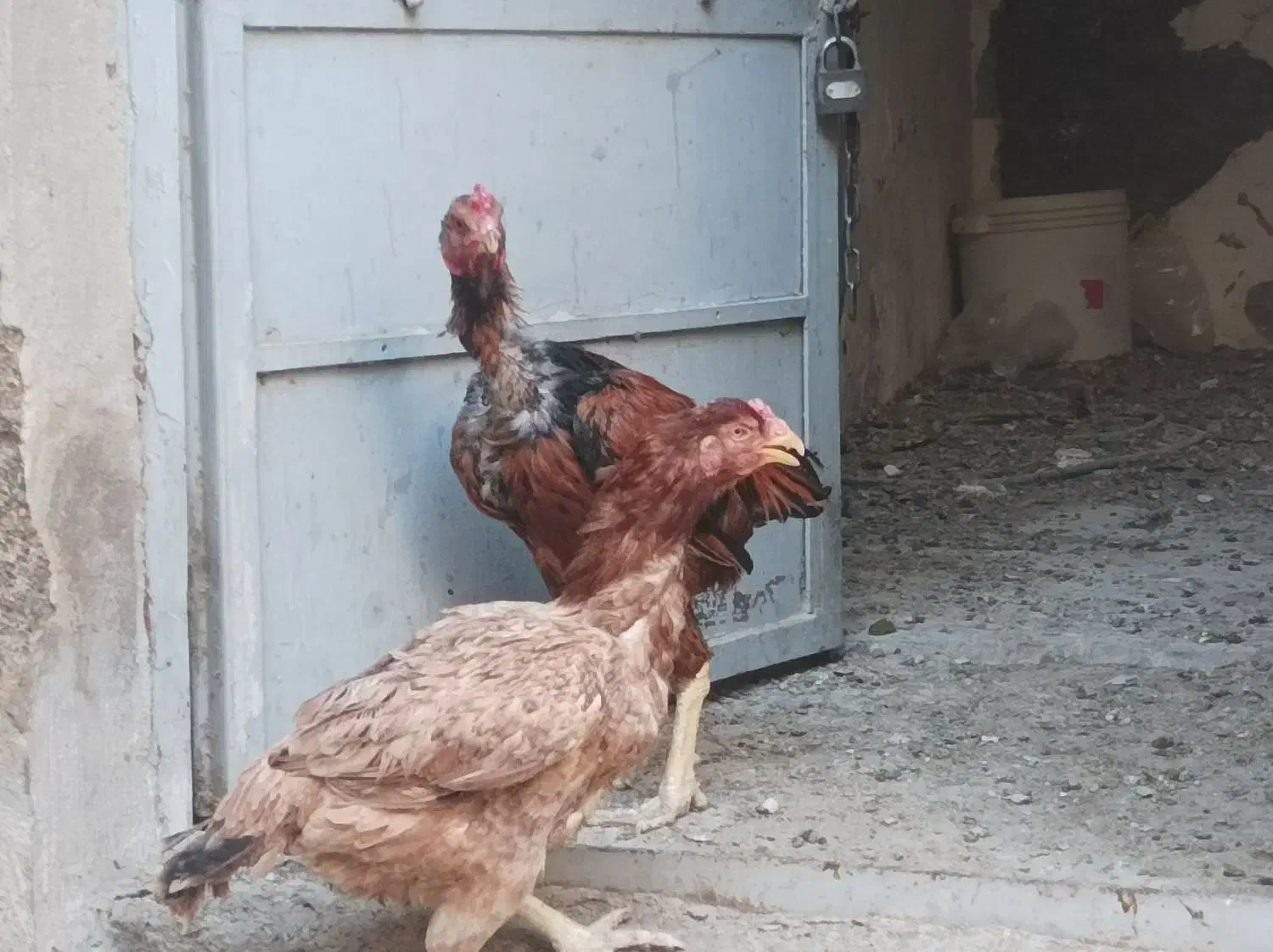 مرغ و خروس لاری|حیوانات مزرعه|بومهن, |دیوار