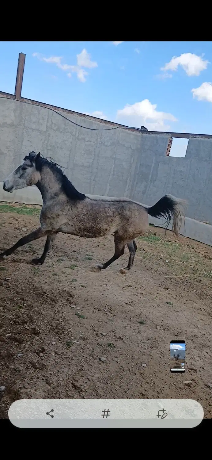 اسب|اسب و تجهیزات اسبسواری|اردبیل, |دیوار