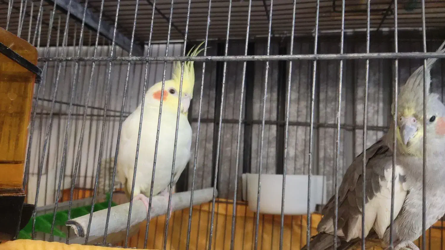 عروس هلندی|پرنده|ری, دولت‌آباد|دیوار