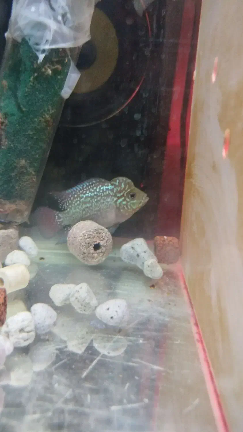 6 عدد جوجه فلاور کامفا بیگ هد|ماهی|ری, جوانمرد قصاب|دیوار