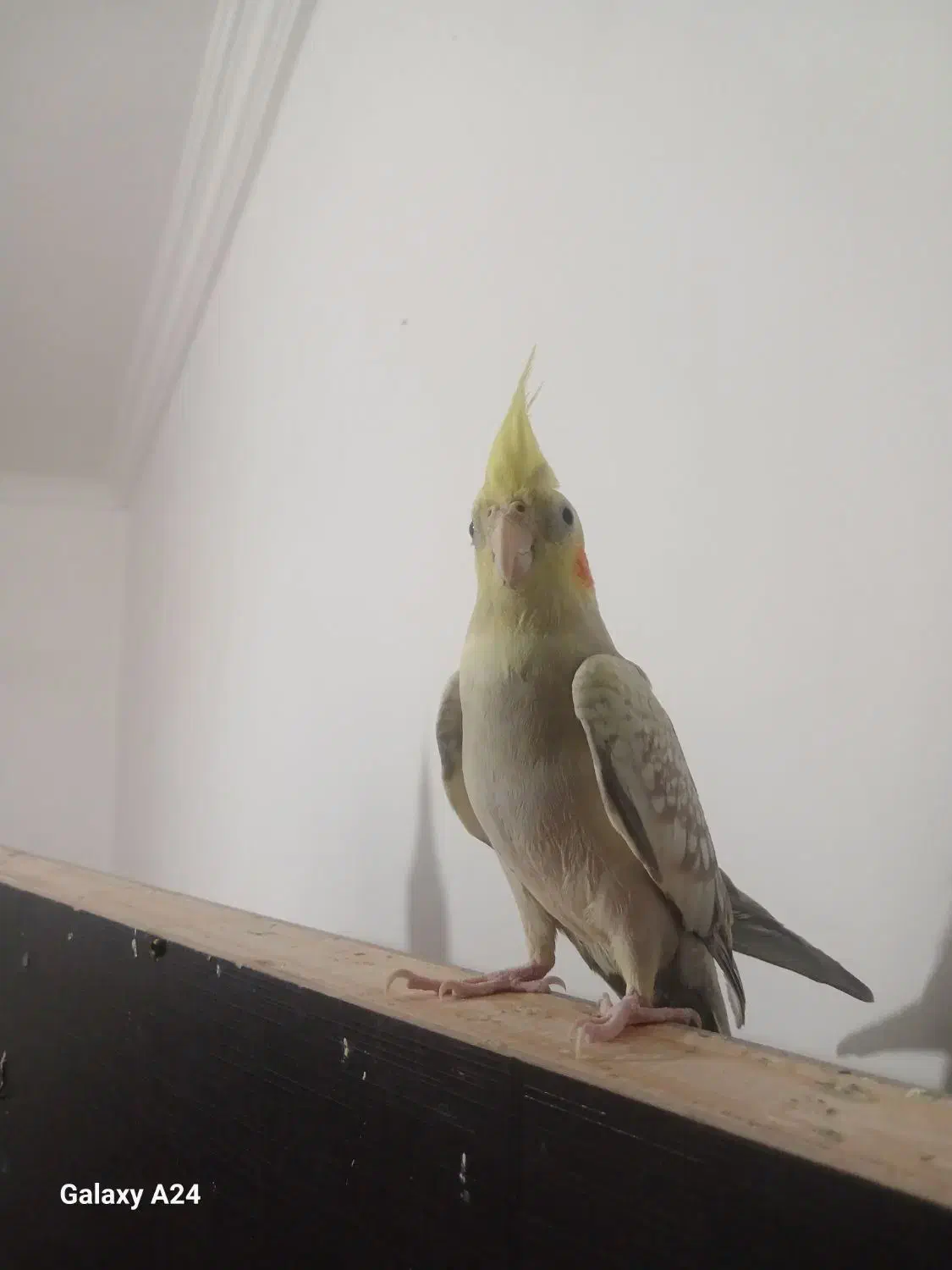 یک جفت عروس هلندی|پرنده|میناب, |دیوار