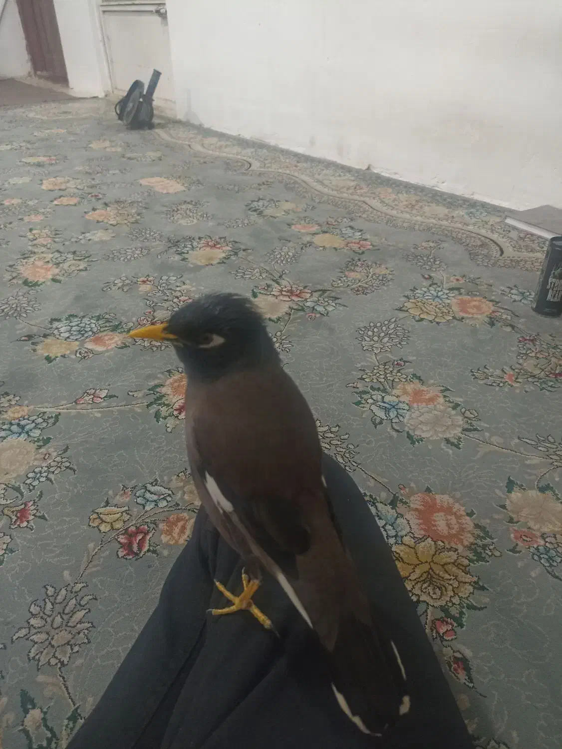 مینا سخنگو دستی|پرنده|خمینی‌شهر, |دیوار