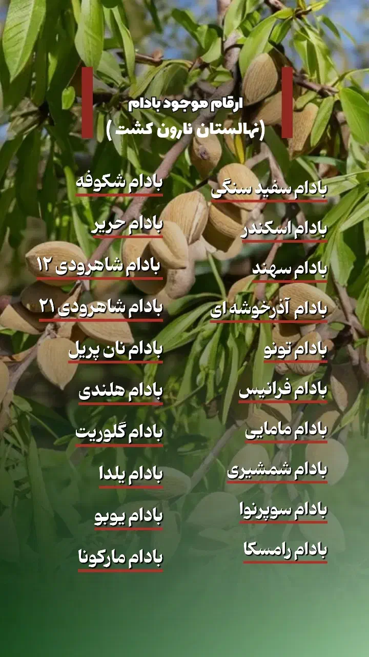 ـ عرضه درخت  بادام|خدمات باغبانی و درختکاری|تربت‌حیدریه, باغ سلطانی|دیوار