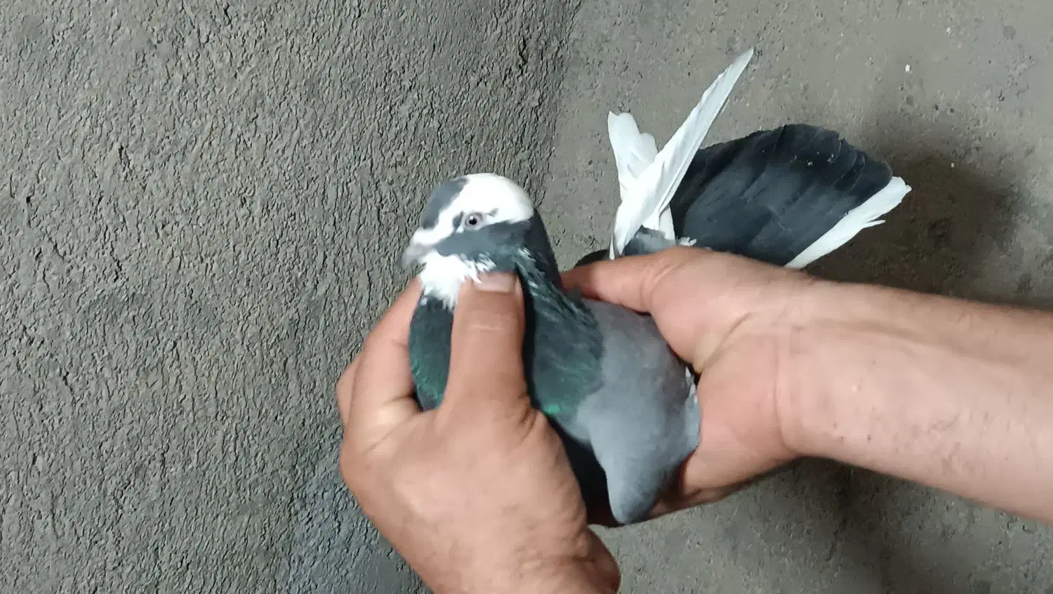 یک‌جفت‌کفتر‌پرشی‌|پرنده|قم, نیروگاه|دیوار