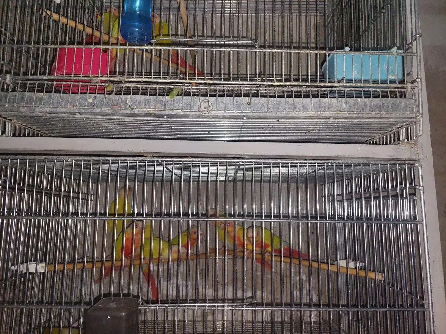 گیرینچیک مولد|پرنده|محمدشهر, محمدشهر|دیوار