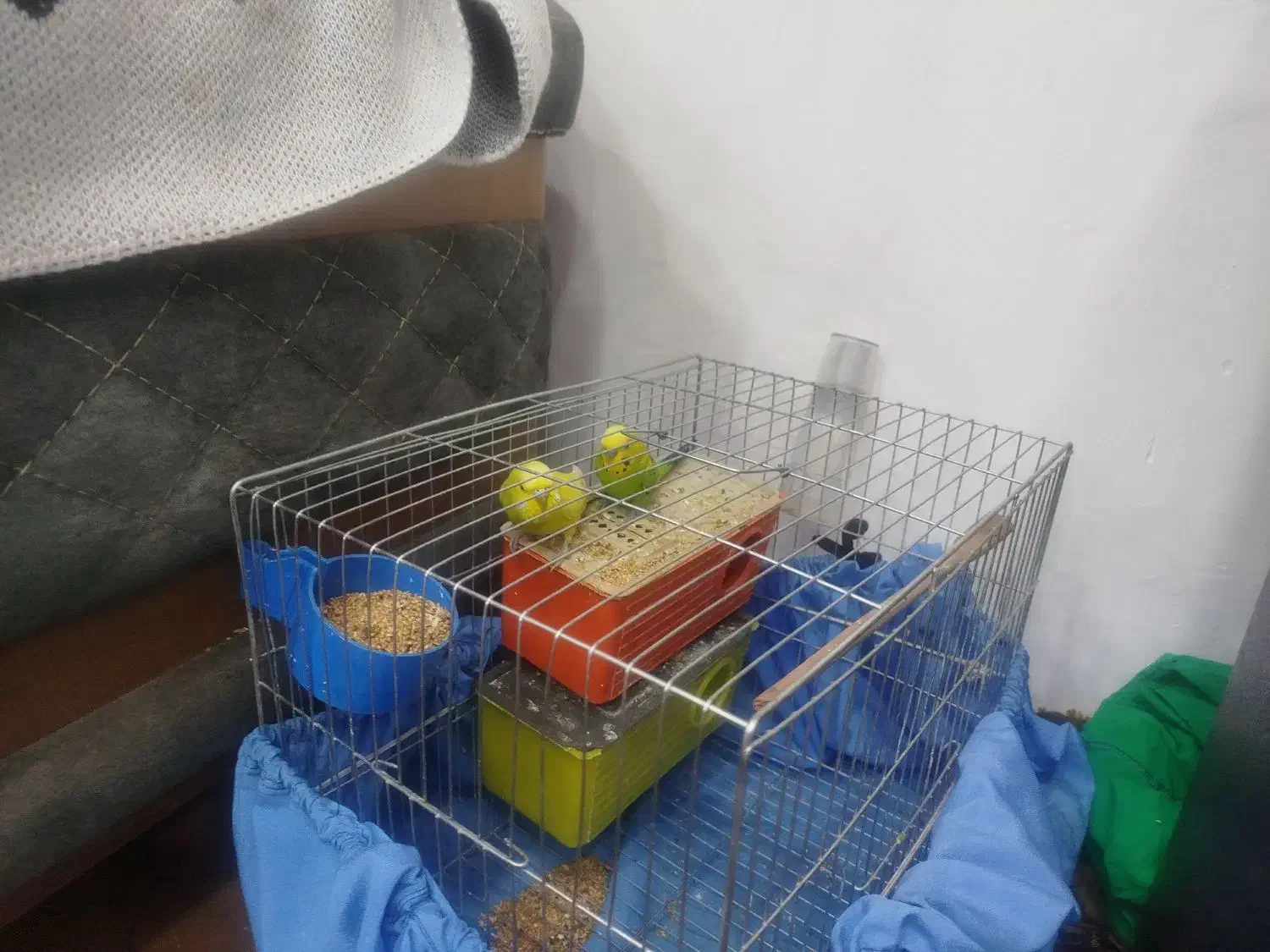 مرغ عشق|پرنده|جوانرود, |دیوار