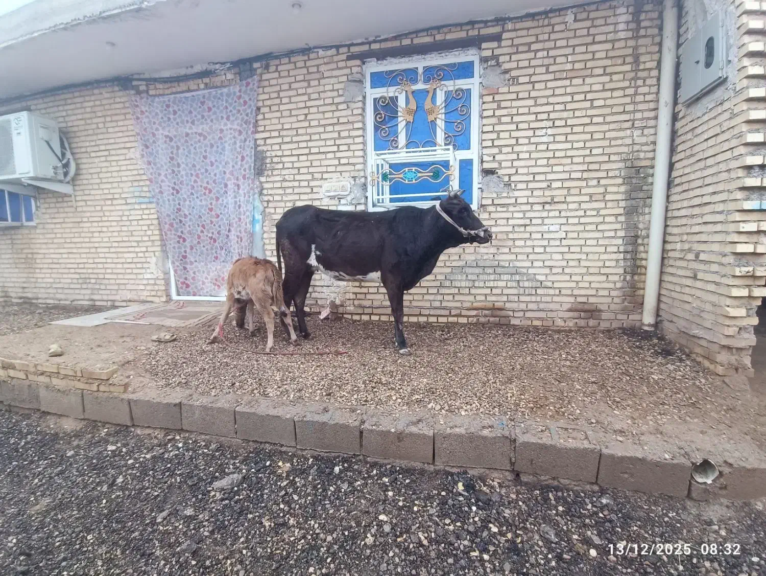 گاو|حیوانات مزرعه|شوشتر, |دیوار