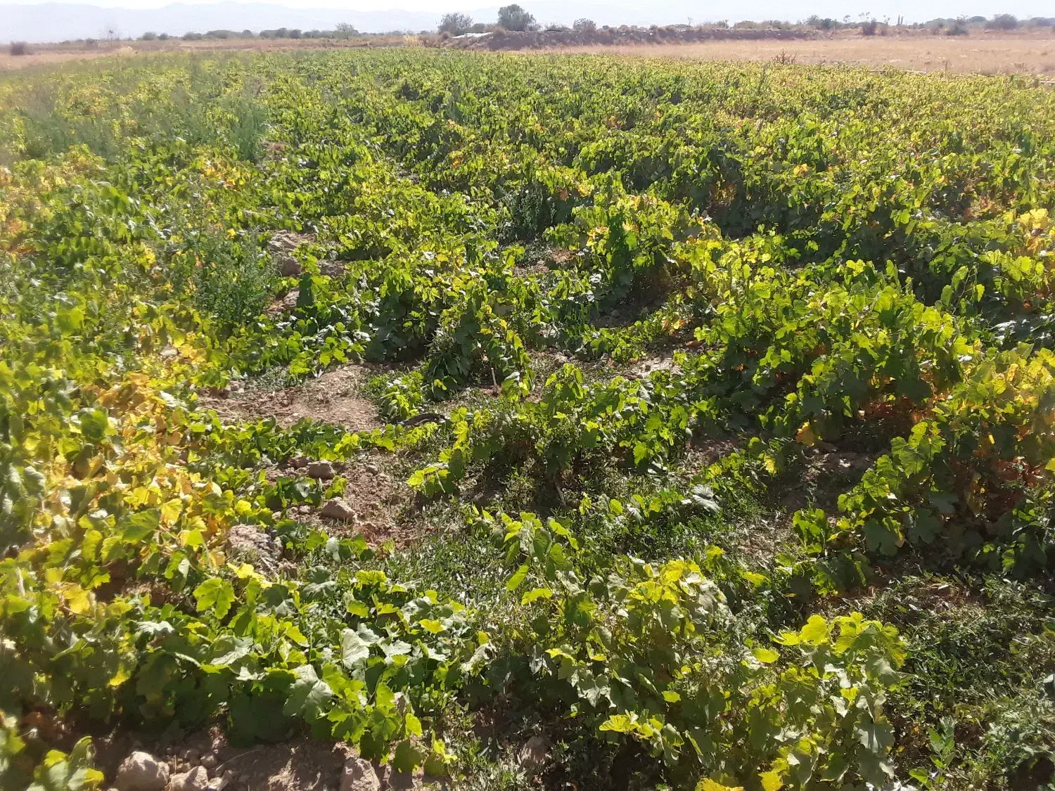 فروش نهال انگور یکساله و دوساله|خدمات باغبانی و درختکاری|خرمدشت, |دیوار