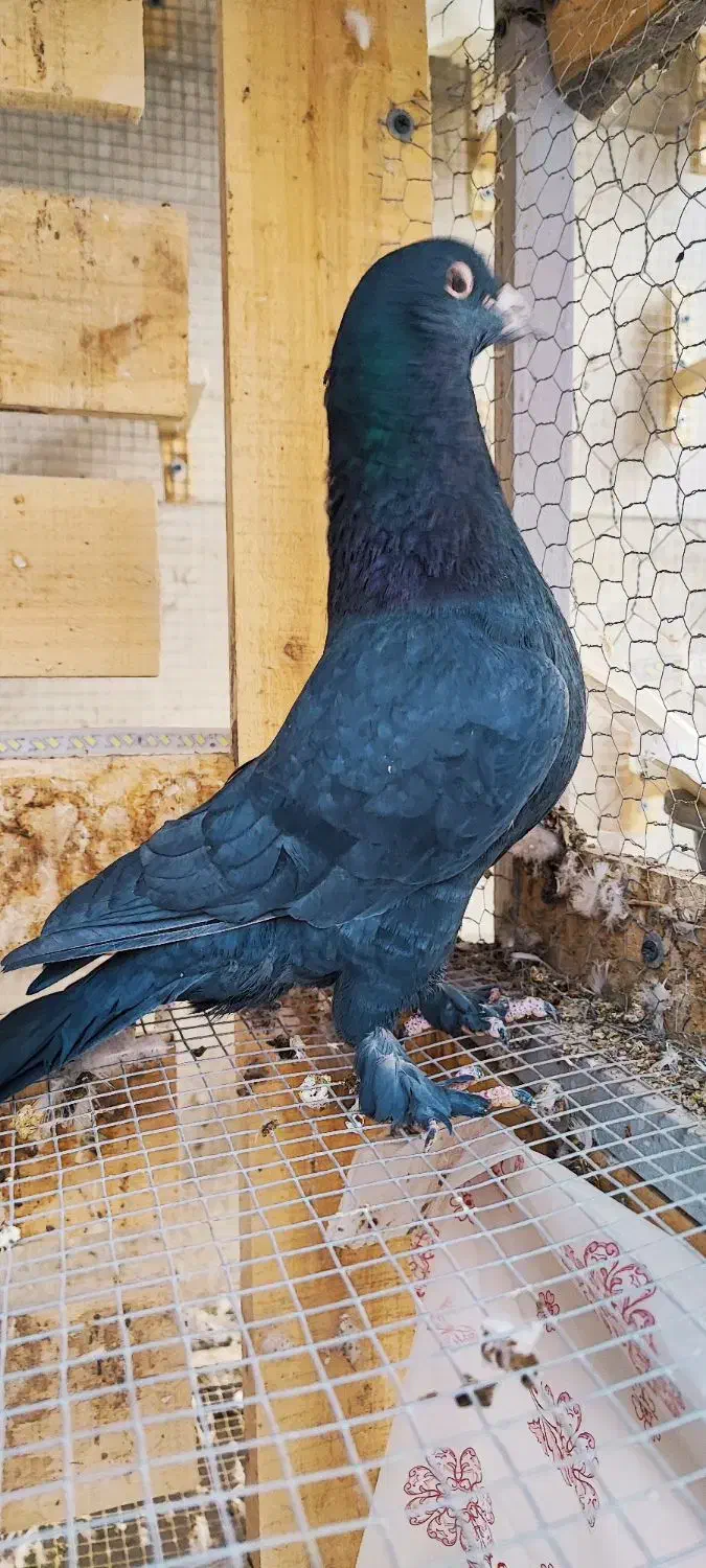 پدر و پسر یک جفت زاغ پر پا|پرنده|کرمان, |دیوار