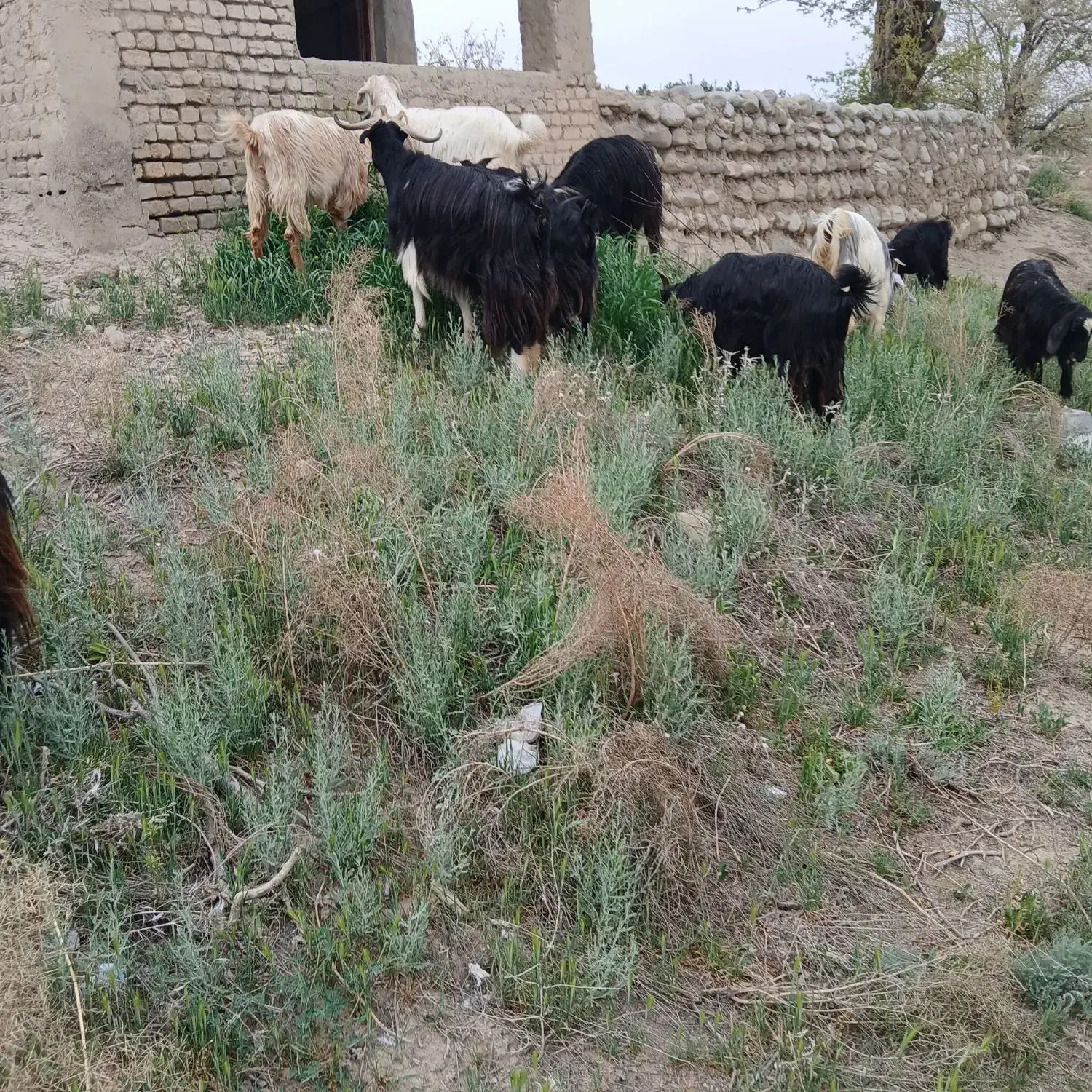 تعداد ۱۰عدبز زایده دودوعدد ابستن|حیوانات مزرعه|شیروان (خراسان), |دیوار