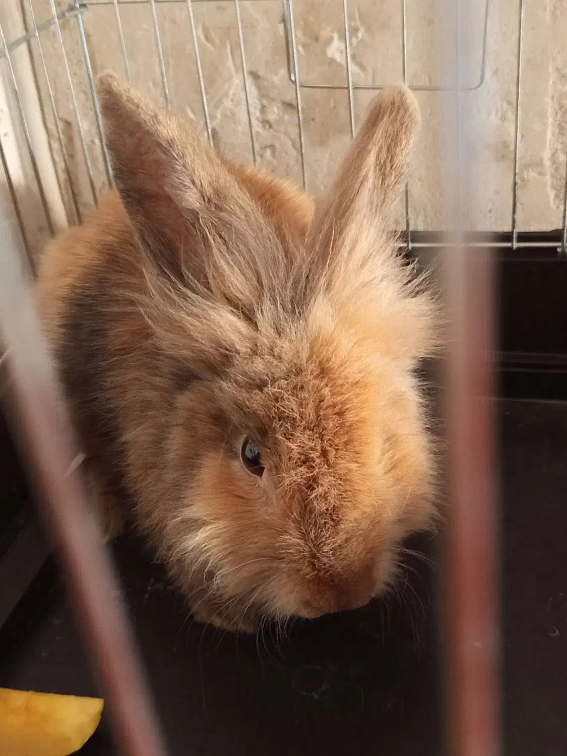 خرگوش لپ|موش و خرگوش|بهبهان, |دیوار