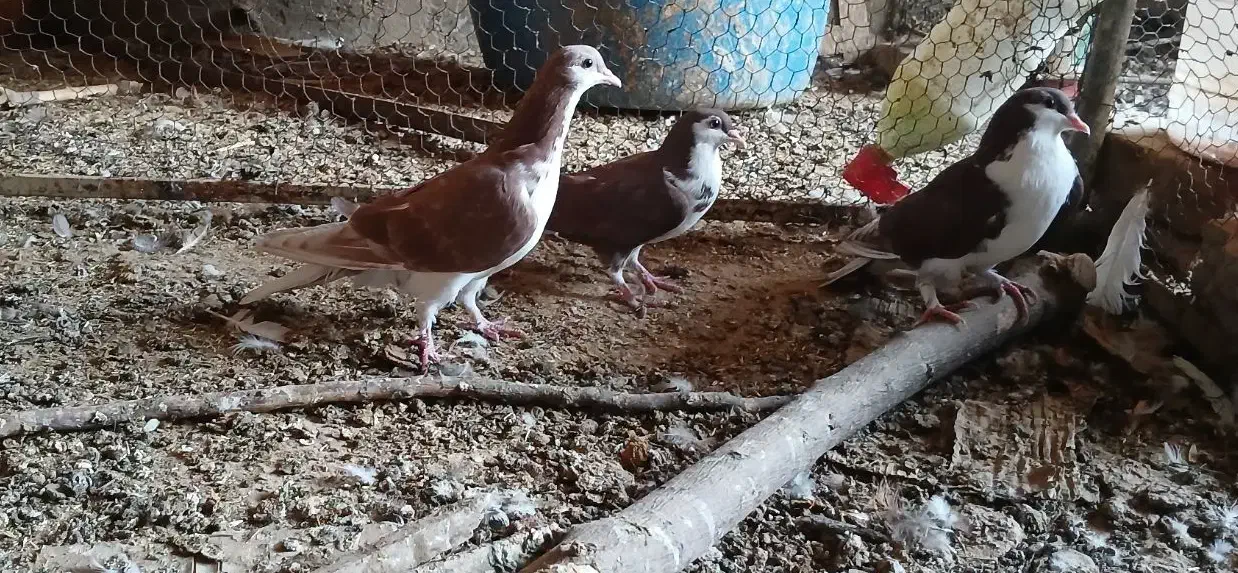 کفتر طاقی|پرنده|آران و بیدگل, |دیوار