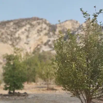 خانه باغ لاور ده|گل و گیاه طبیعی|سیراف, |دیوار