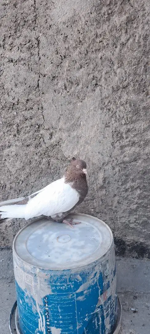 کبوتریاکفترسینه ای نقشی|پرنده|اصفهان, جلالیه|دیوار