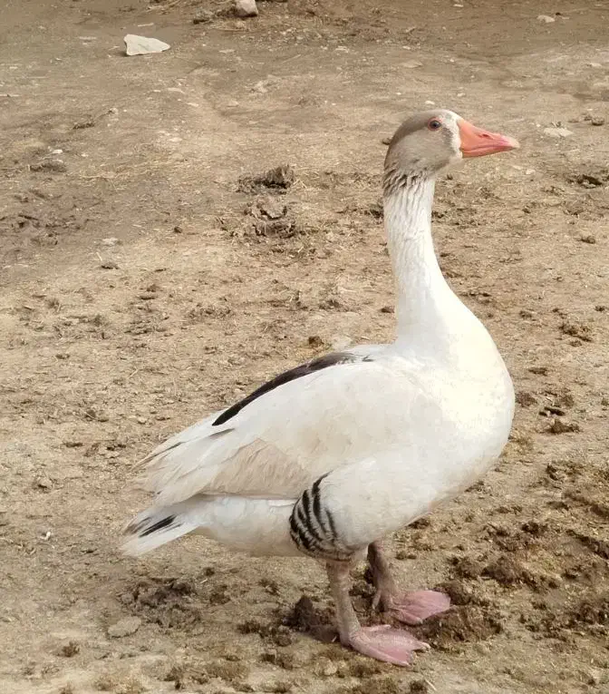 غاز نر و ماده|حیوانات مزرعه|چگنی, |دیوار