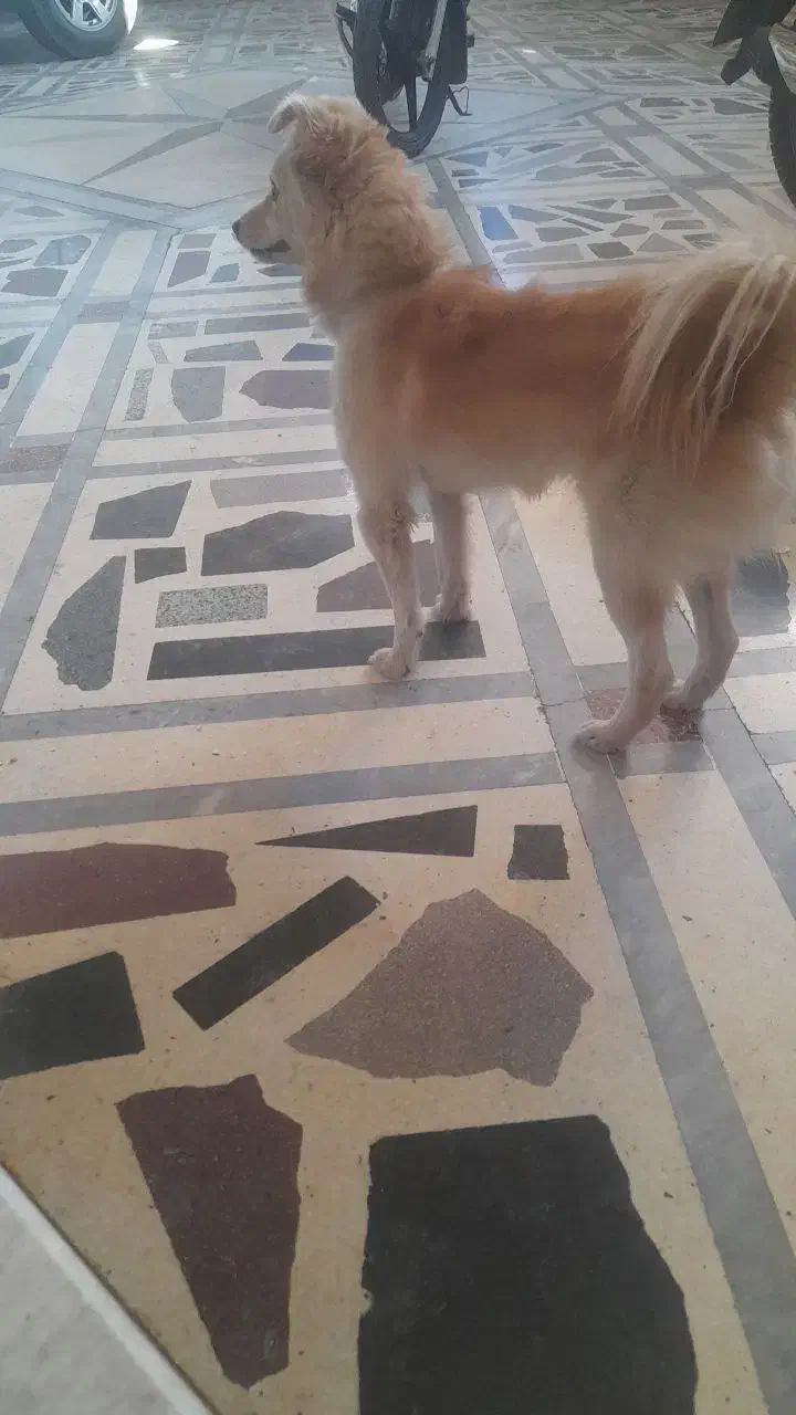 سگ پاکوتاه|سگ|دزفول, |دیوار