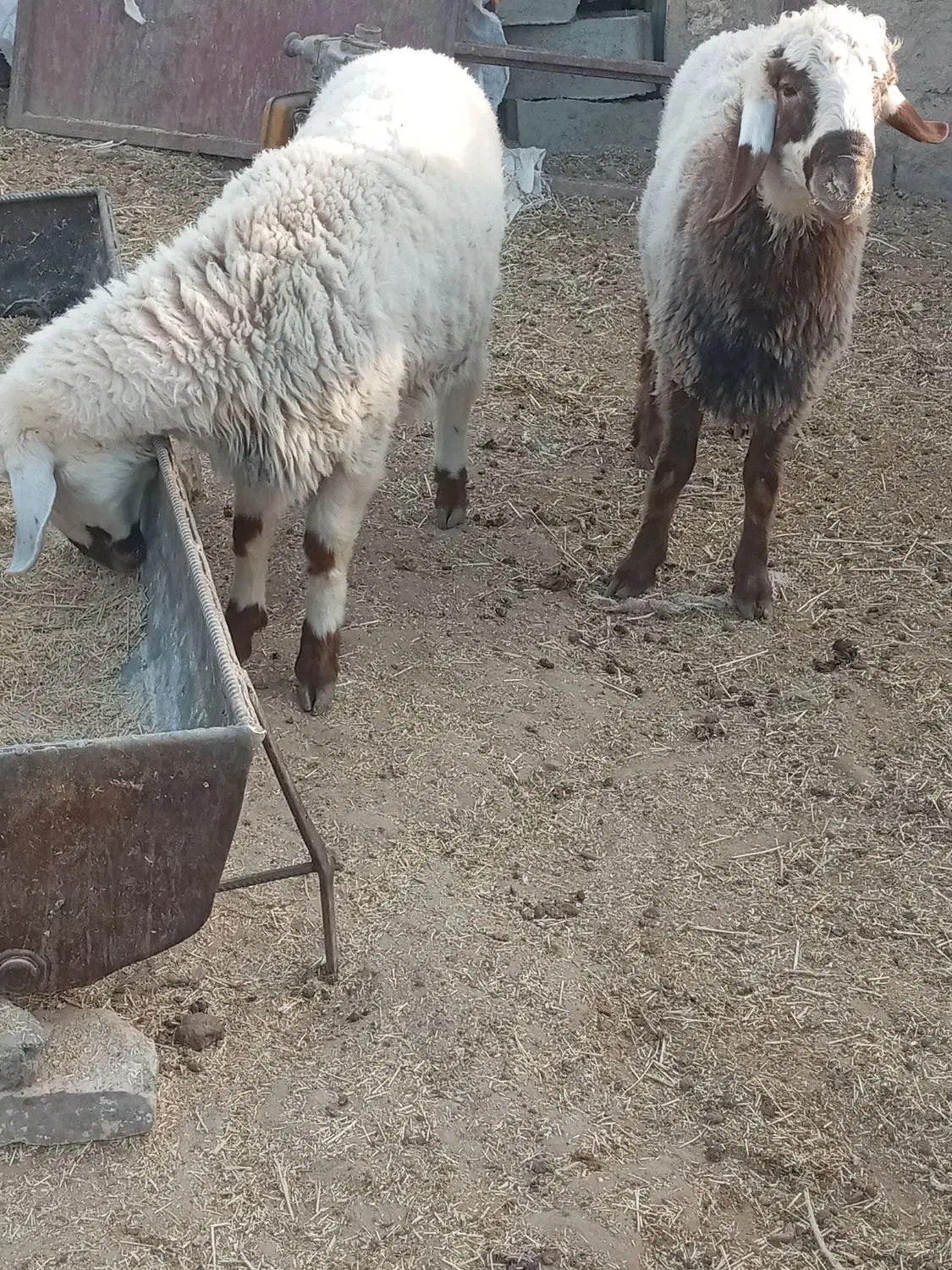 دو عدد بره نر.|حیوانات مزرعه|نیمروز, |دیوار